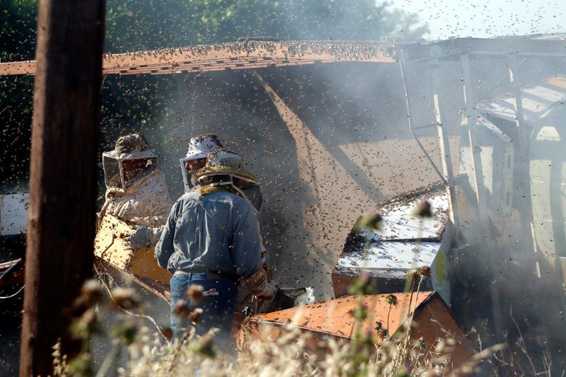 Φωτογραφίες: Χιλιάδες μέλισσες… δραπέτευσαν έπειτα από τροχαίο στην Αργολίδα